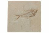 Fossil Fish (Diplomystus) - Wyoming #210094-1